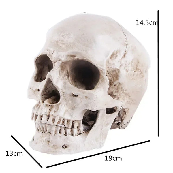 déco Tête de Mort Réaliste