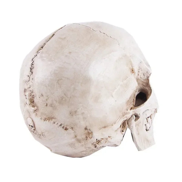 Tête de Mort  Réaliste