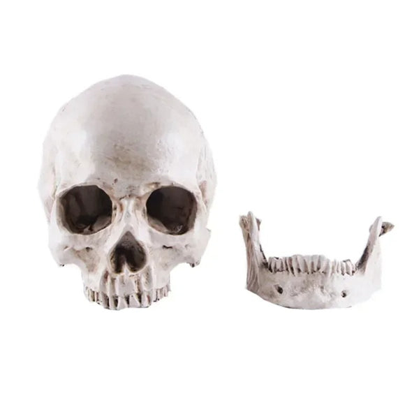 Tête de Mort  Réaliste