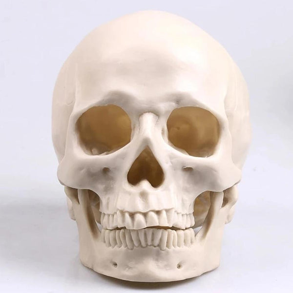 Home'Skull Créatrice de Tête de mort personnalisée